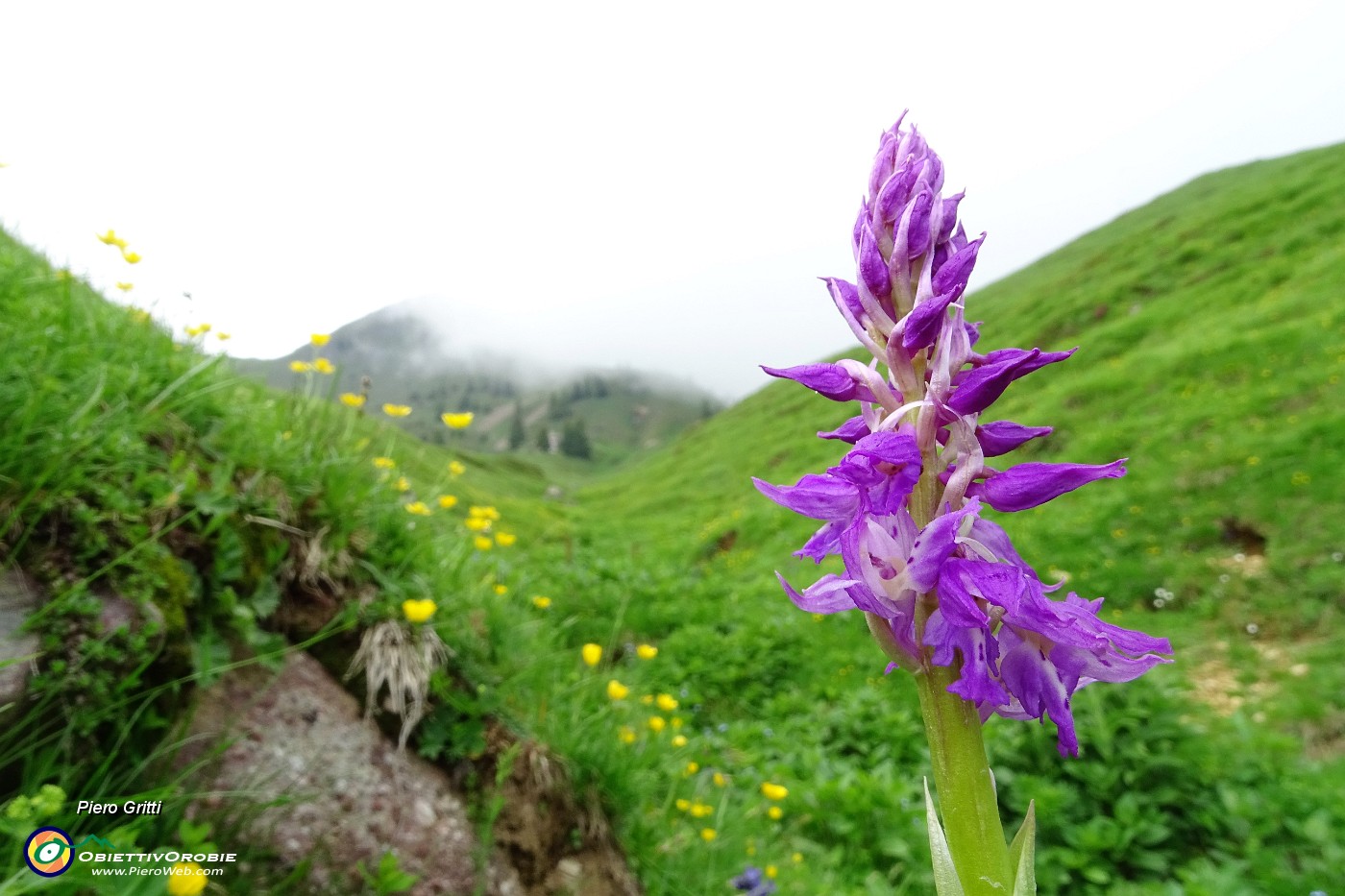 93 Bellissimo fiore di orchidea.JPG